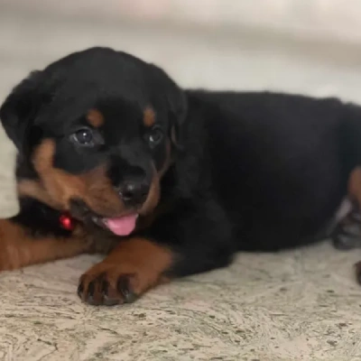 Rottweiler Price in Delhi | Rottweiler Puppies for sale in Delhi