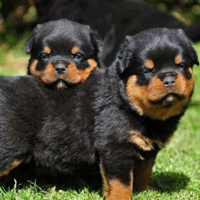 Rottweiler Price in Hyderabad | Rottweiler Puppies for sale in Hyderabad