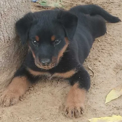 Rottweiler Price in Delhi | Rottweiler Puppies for sale in Delhi