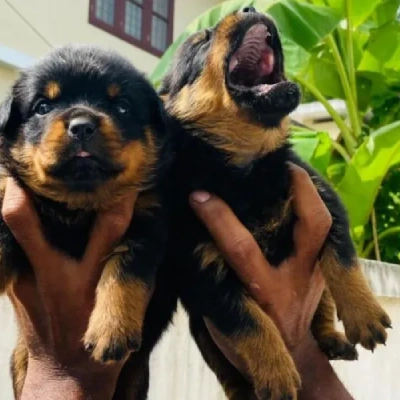 Rottweiler Price in India | Rottweiler Dog Price In India