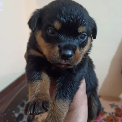 Rottweiler Price in Hyderabad | Rottweiler Puppies for sale in Hyderabad