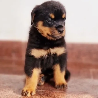 Rottweiler Price in Hyderabad | Rottweiler Puppies for sale in Hyderabad