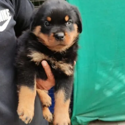 Rottweiler Price in Chennai | Rottweiler Puppies for sale in Chennai