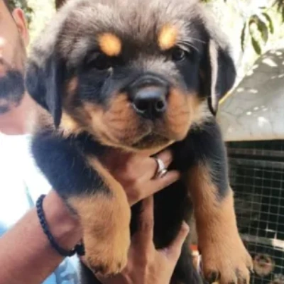 Rottweiler Price in India | Rottweiler Dog Price In India