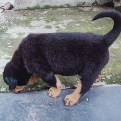 Rottweiler Price in Hyderabad | Rottweiler Puppies for sale in Hyderabad