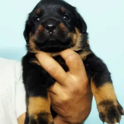 Rottweiler Price in Delhi | Rottweiler Puppies for sale in Delhi