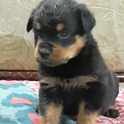 Rottweiler Price in Surat | Rottweiler Puppies for sale in Surat