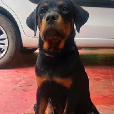 Rottweiler Price in India | Rottweiler Dog Price In India