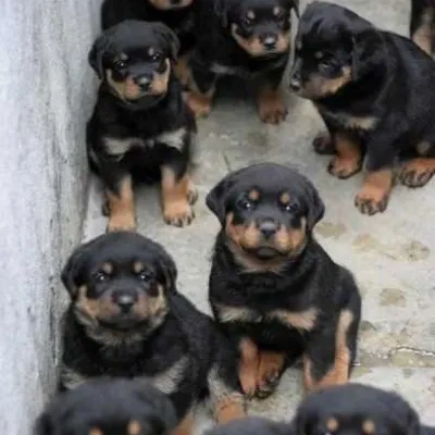 Rottweiler Price in Chennai | Rottweiler Puppies for sale in Chennai