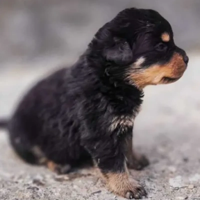 Rottweiler Price in Delhi | Rottweiler Puppies for sale in Delhi