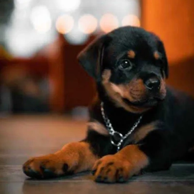 Rottweiler Price in Nashik | Rottweiler Puppies for sale in Nashik