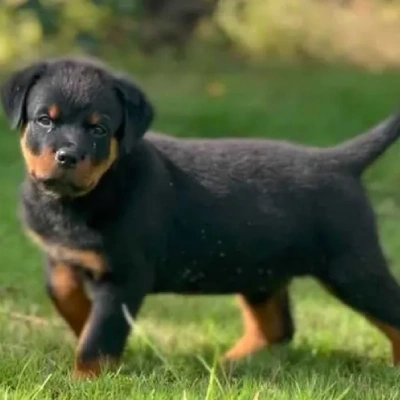 Rottweiler Price in Chennai | Rottweiler Puppies for sale in Chennai