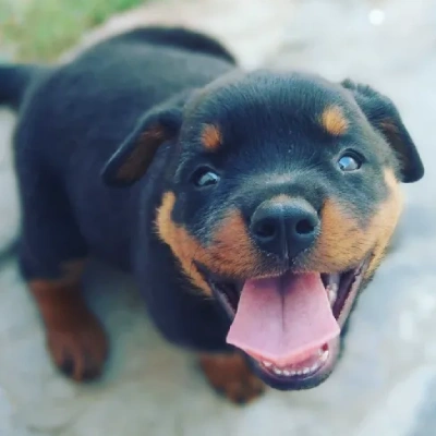 Rottweiler Price in India | Rottweiler Dog Price In India