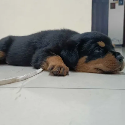 Rottweiler Price in Hyderabad | Rottweiler Puppies for sale in Hyderabad