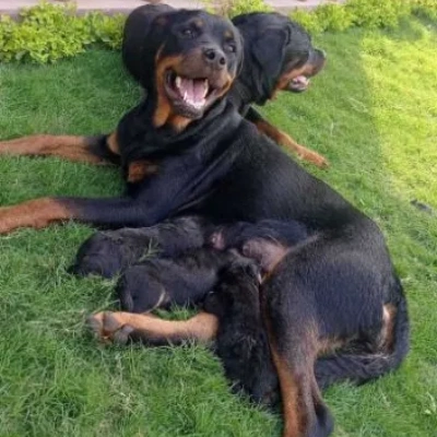 Rottweiler Price in Chennai | Rottweiler Puppies for sale in Chennai