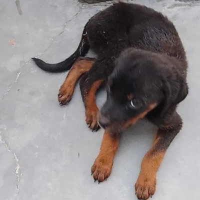 Rottweiler Price in Chennai | Rottweiler Puppies for sale in Chennai