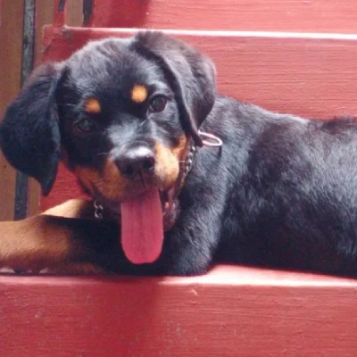 Rottweiler Price in India | Rottweiler Dog Price In India