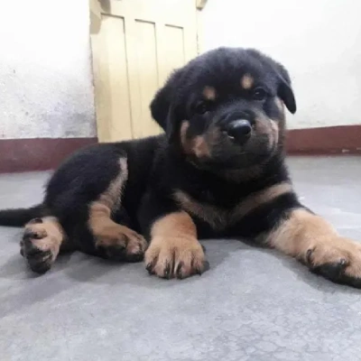 Rottweiler Price in Hyderabad | Rottweiler Puppies for sale in Hyderabad