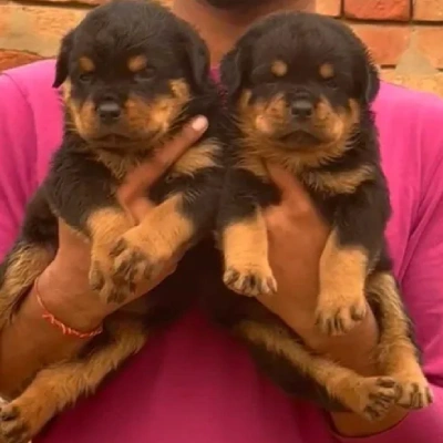 Rottweiler Price in Nashik | Rottweiler Puppies for sale in Nashik