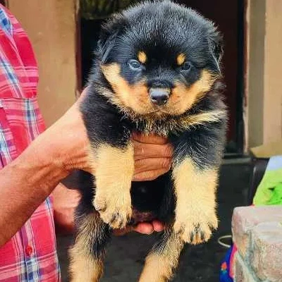 Rottweiler Price in Surat | Rottweiler Puppies for sale in Surat