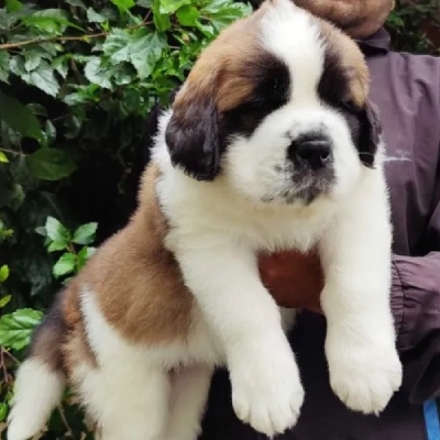 Saint Bernard Price in Visakhapatnam | Saint Bernard Puppies for sale in Visakhapatnam