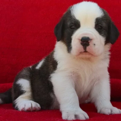 Saint Bernard Price in Visakhapatnam | Saint Bernard Puppies for sale in Visakhapatnam