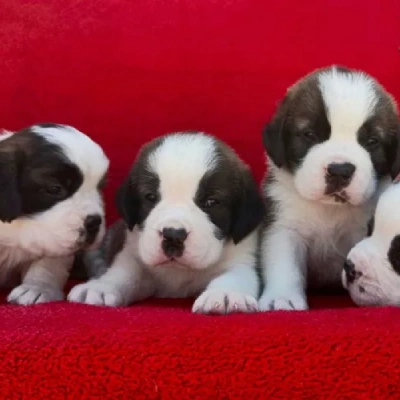 Saint Bernard Price in Visakhapatnam | Saint Bernard Puppies for sale in Visakhapatnam