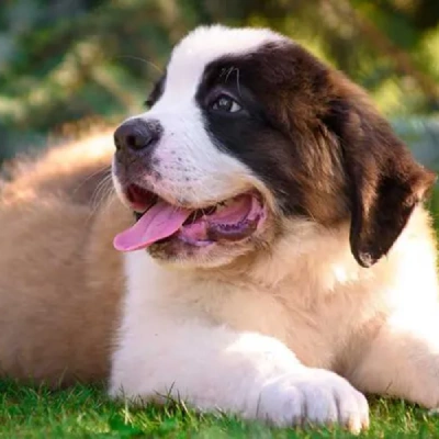 Saint Bernard Price in Visakhapatnam | Saint Bernard Puppies for sale in Visakhapatnam