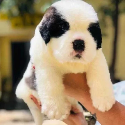 Saint Bernard Price in Visakhapatnam | Saint Bernard Puppies for sale in Visakhapatnam