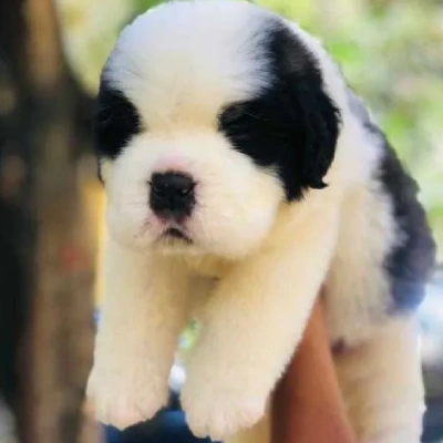 Saint Bernard Price in Visakhapatnam | Saint Bernard Puppies for sale in Visakhapatnam