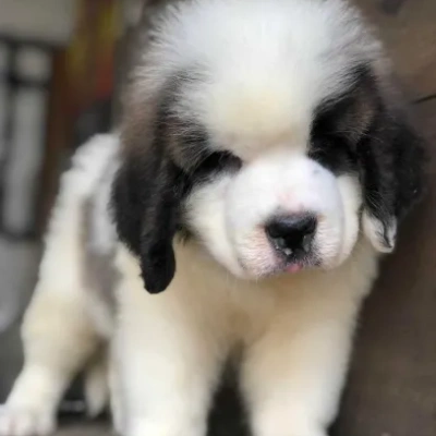 Saint Bernard Price in Visakhapatnam | Saint Bernard Puppies for sale in Visakhapatnam