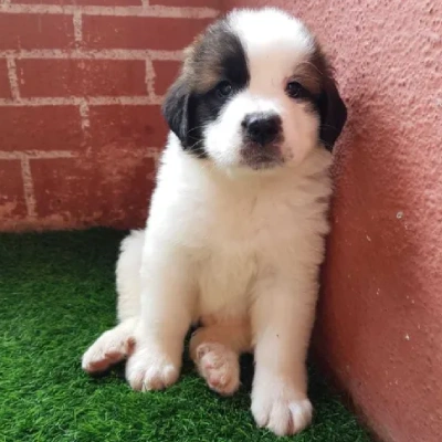 Saint Bernard Price in Visakhapatnam | Saint Bernard Puppies for sale in Visakhapatnam