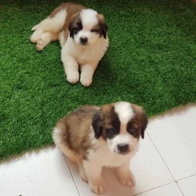 Saint Bernard Price in Visakhapatnam | Saint Bernard Puppies for sale in Visakhapatnam