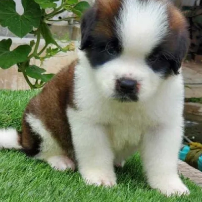 Saint Bernard Price in Visakhapatnam | Saint Bernard Puppies for sale in Visakhapatnam