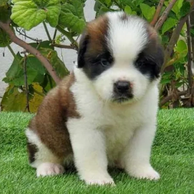 Saint Bernard Price in Visakhapatnam | Saint Bernard Puppies for sale in Visakhapatnam