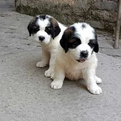 Saint Bernard Price in Visakhapatnam | Saint Bernard Puppies for sale in Visakhapatnam