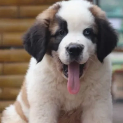 Saint Bernard Price in Visakhapatnam | Saint Bernard Puppies for sale in Visakhapatnam