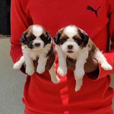 Shih Tzu Price in India | Shih Tzu Dog Price In India