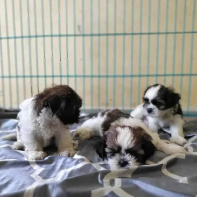 Shih Tzu Price in Visakhapatnam | Shih Tzu Puppies for sale in Visakhapatnam