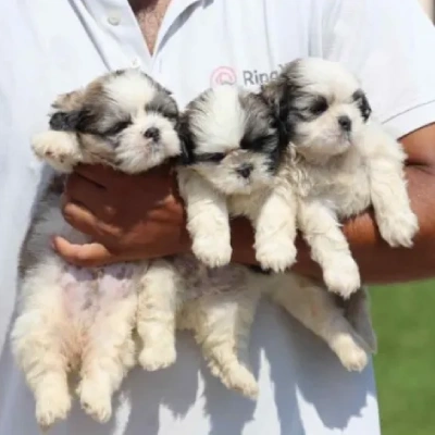 Shih Tzu Price in India | Shih Tzu Dog Price In India