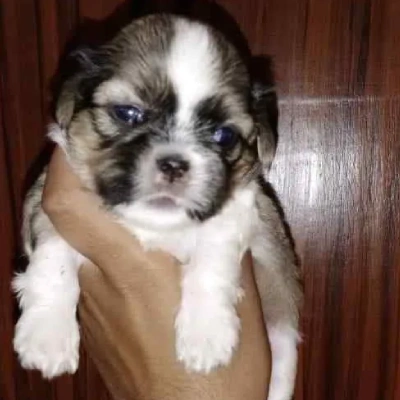 Shih Tzu Price in Mumbai | Shih Tzu Puppies for sale in Mumbai