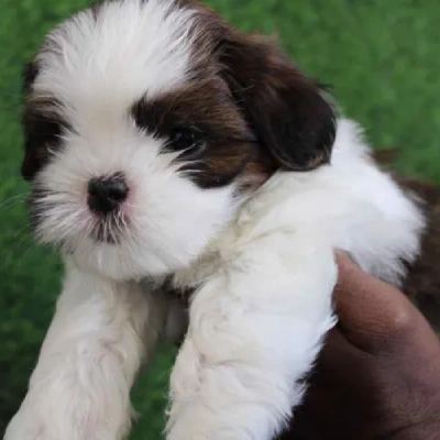 Shih Tzu Price in Pune | Shih Tzu Puppies for sale in Pune