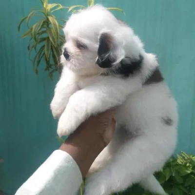 Shih Tzu Price in Hyderabad | Shih Tzu Puppies for sale in Hyderabad