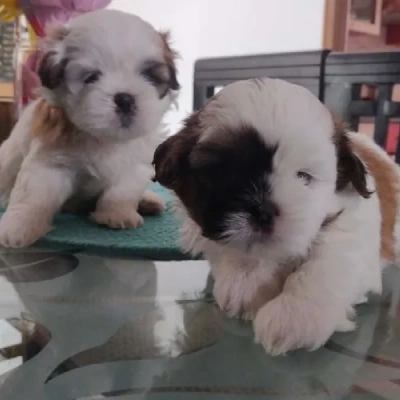 Shih Tzu Price in Mumbai | Shih Tzu Puppies for sale in Mumbai