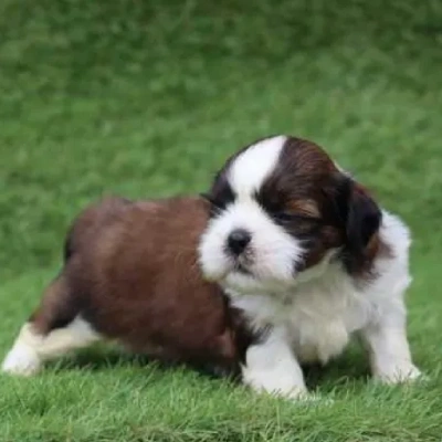 Shih Tzu Price in Hyderabad | Shih Tzu Puppies for sale in Hyderabad