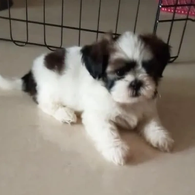 Shih Tzu Price in Mumbai | Shih Tzu Puppies for sale in Mumbai