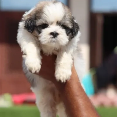 Shih Tzu Price in India | Shih Tzu Dog Price In India