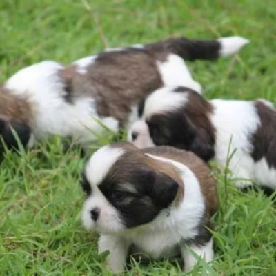 Shih Tzu Price in India | Shih Tzu Dog Price In India