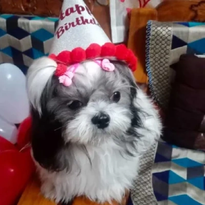 Shih Tzu Price in Hyderabad | Shih Tzu Puppies for sale in Hyderabad