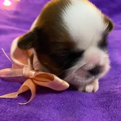 Shih Tzu Price in Hyderabad | Shih Tzu Puppies for sale in Hyderabad